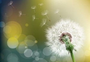 allergie fleur